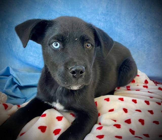 NEO, Adoptable, Puppy Male Husky & Labrador Retriever.