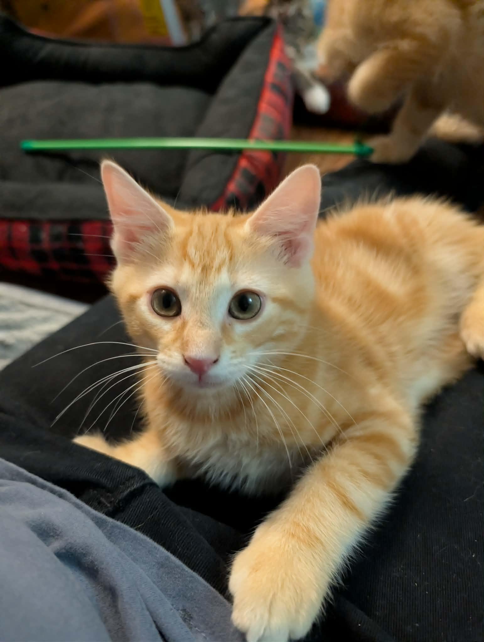 Zeke, ADOPTABLE, Kitten Male Domestic Short Hair.