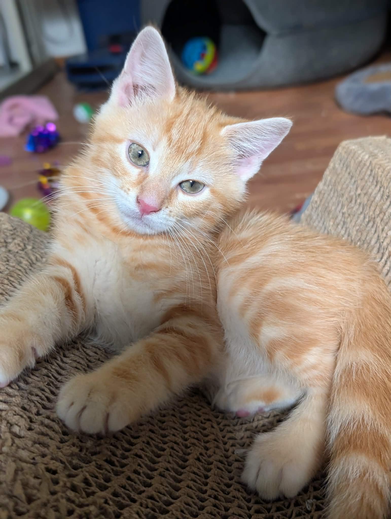 Enlarge Zeke, an adopted Domestic Short Hair in Granite Falls, NC image 4/6