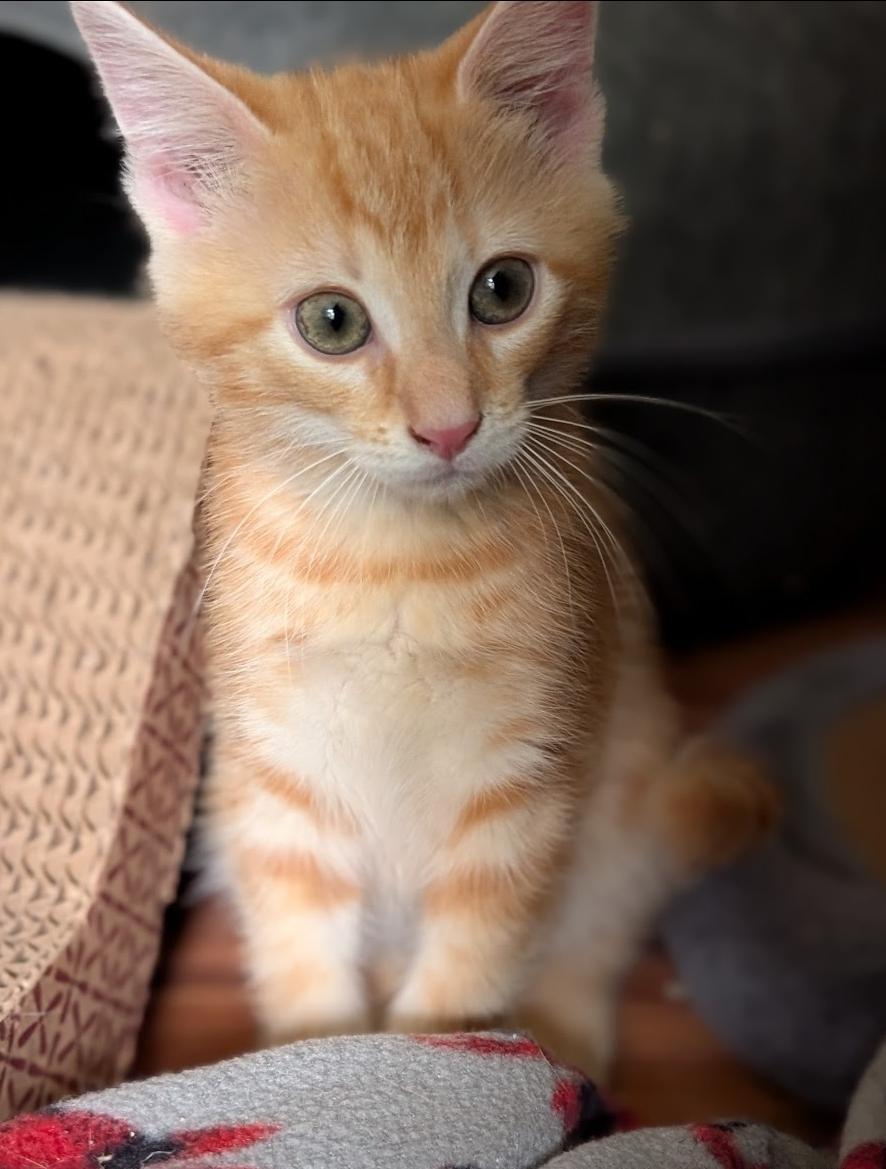 Enlarge Zeke, an adopted Domestic Short Hair in Granite Falls, NC image 5/6