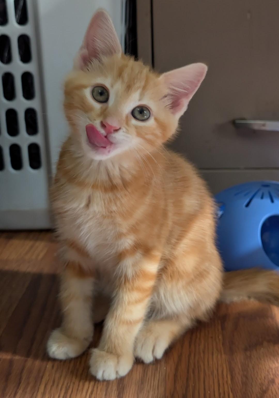 Enlarge Zeke, an adopted Domestic Short Hair in Granite Falls, NC image 3/6