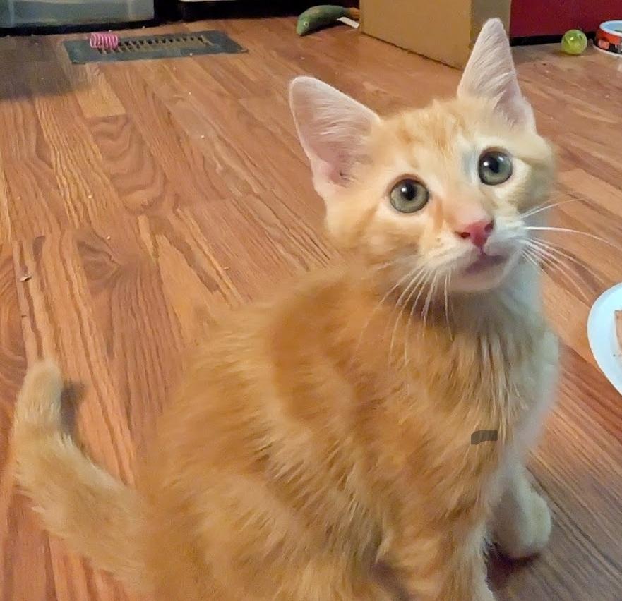 Enlarge Zeke, an adopted Domestic Short Hair in Granite Falls, NC image 6/6