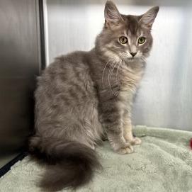 Enlarge Grant, a Adoptable Domestic Medium Hair in Williston, FL image 1/1