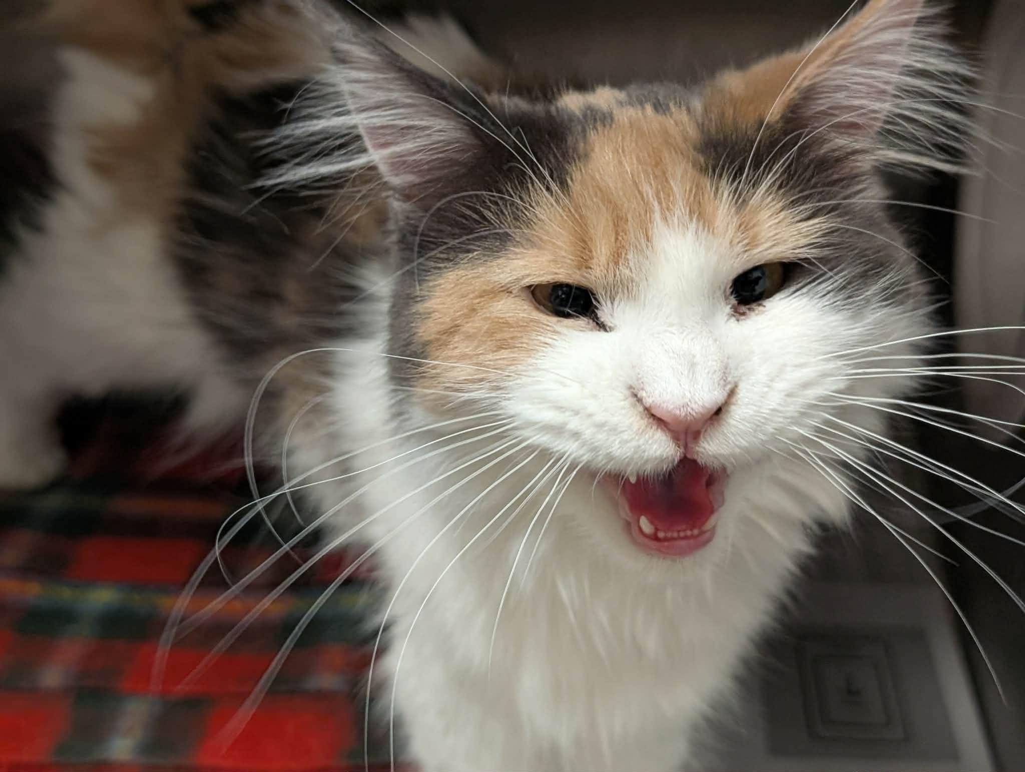Enlarge Opal, an adopted Maine Coon in Springfield, IL image 5/6