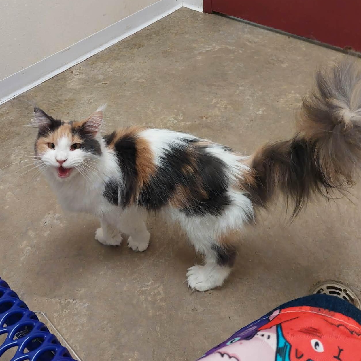 Enlarge Opal, an adopted Maine Coon in Springfield, IL image 2/6