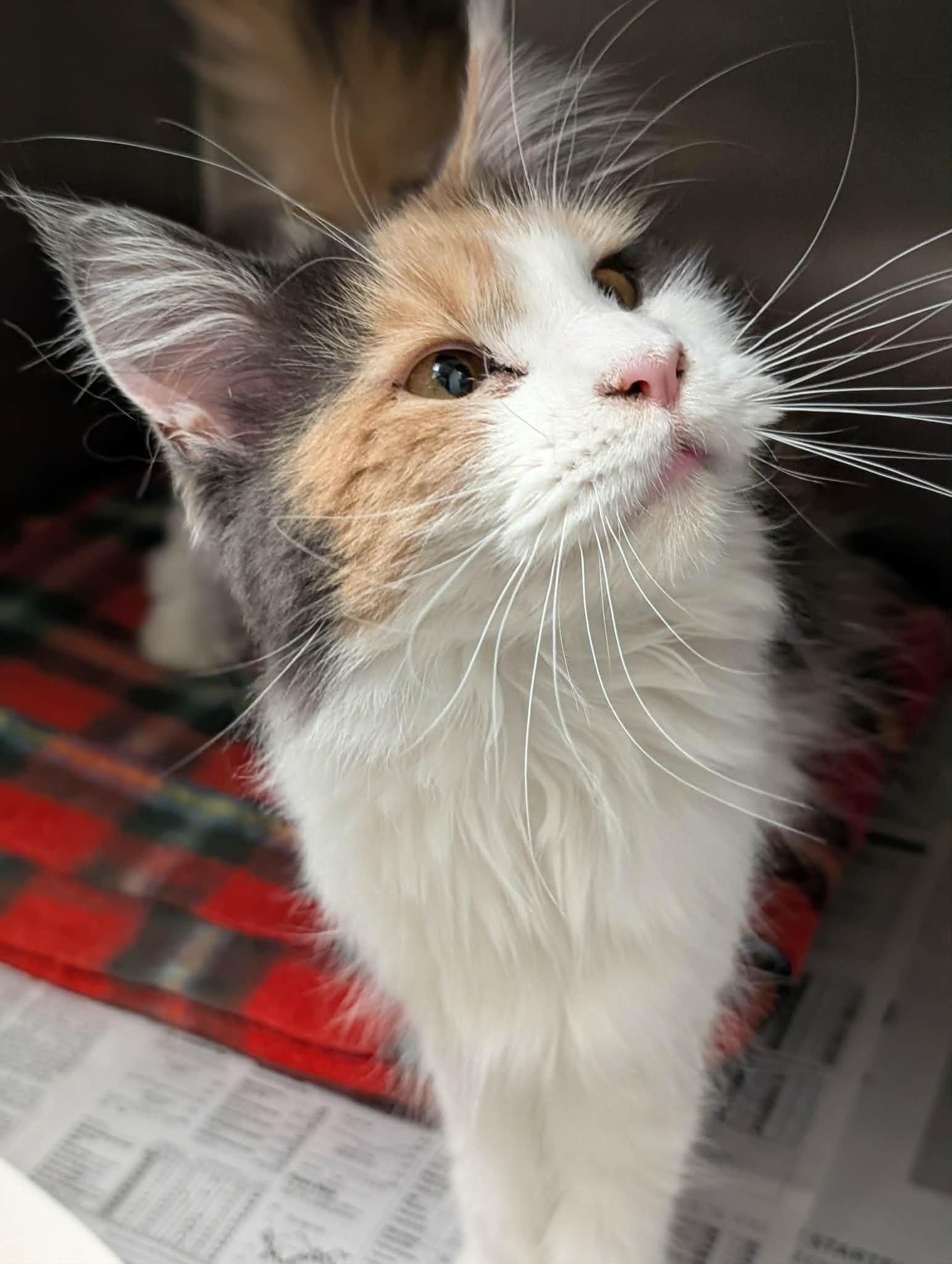 Opal, adopted, Young Female Maine Coon.
