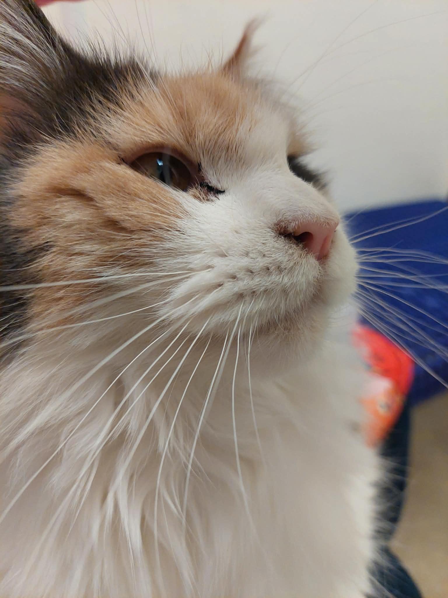 Enlarge Opal, an adopted Maine Coon in Springfield, IL image 4/6