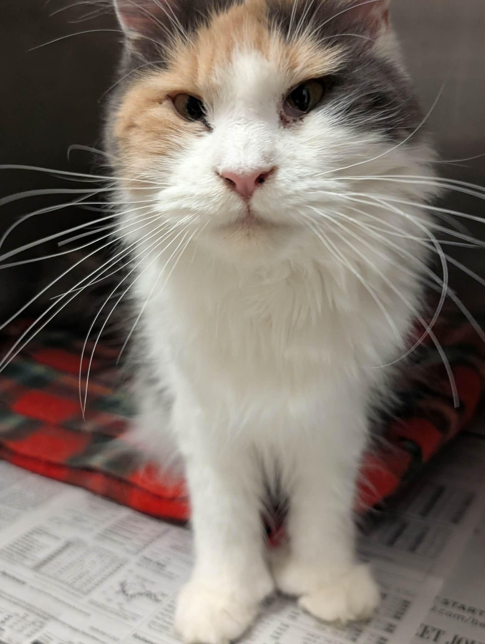 Enlarge Opal, an adopted Maine Coon in Springfield, IL image 6/6