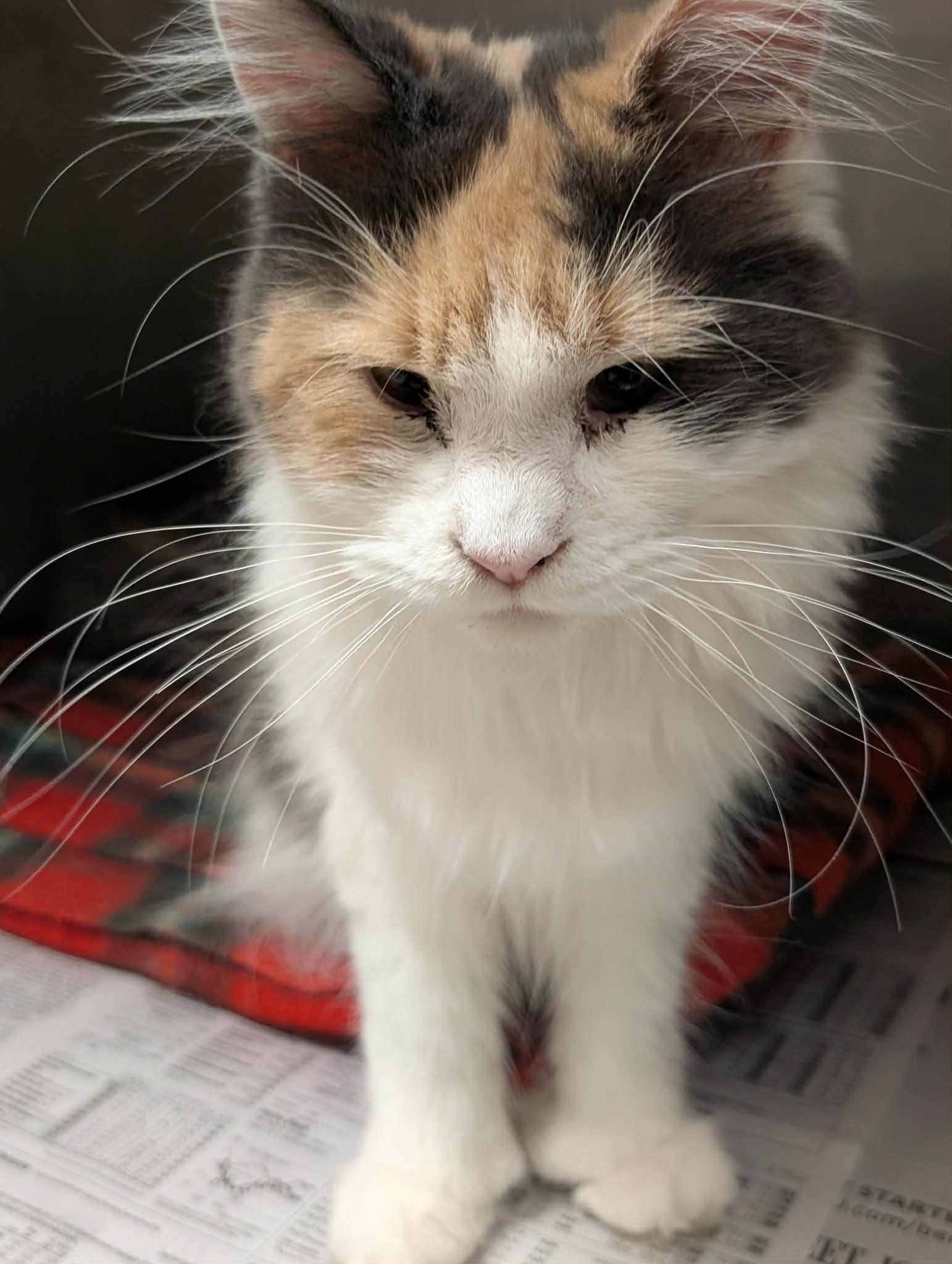 Enlarge Opal, an adopted Maine Coon in Springfield, IL image 3/6