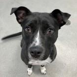 Enlarge Dahlia, a ADOPTABLE Mixed Breed in Hilliard, OH image 1/2