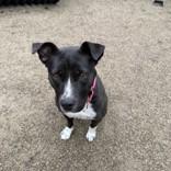 Enlarge Dahlia, a ADOPTABLE Mixed Breed in Hilliard, OH image 2/2