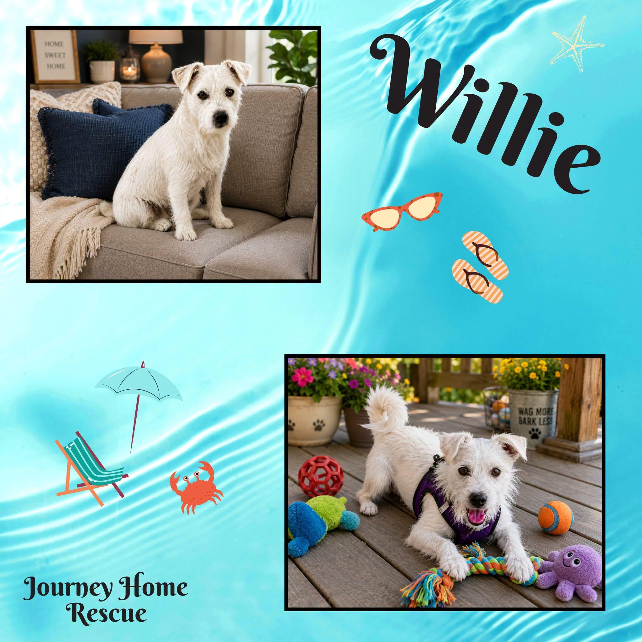 Enlarge Willie, an adopted mixed breed in East Wenatchee, WA image 1/1
