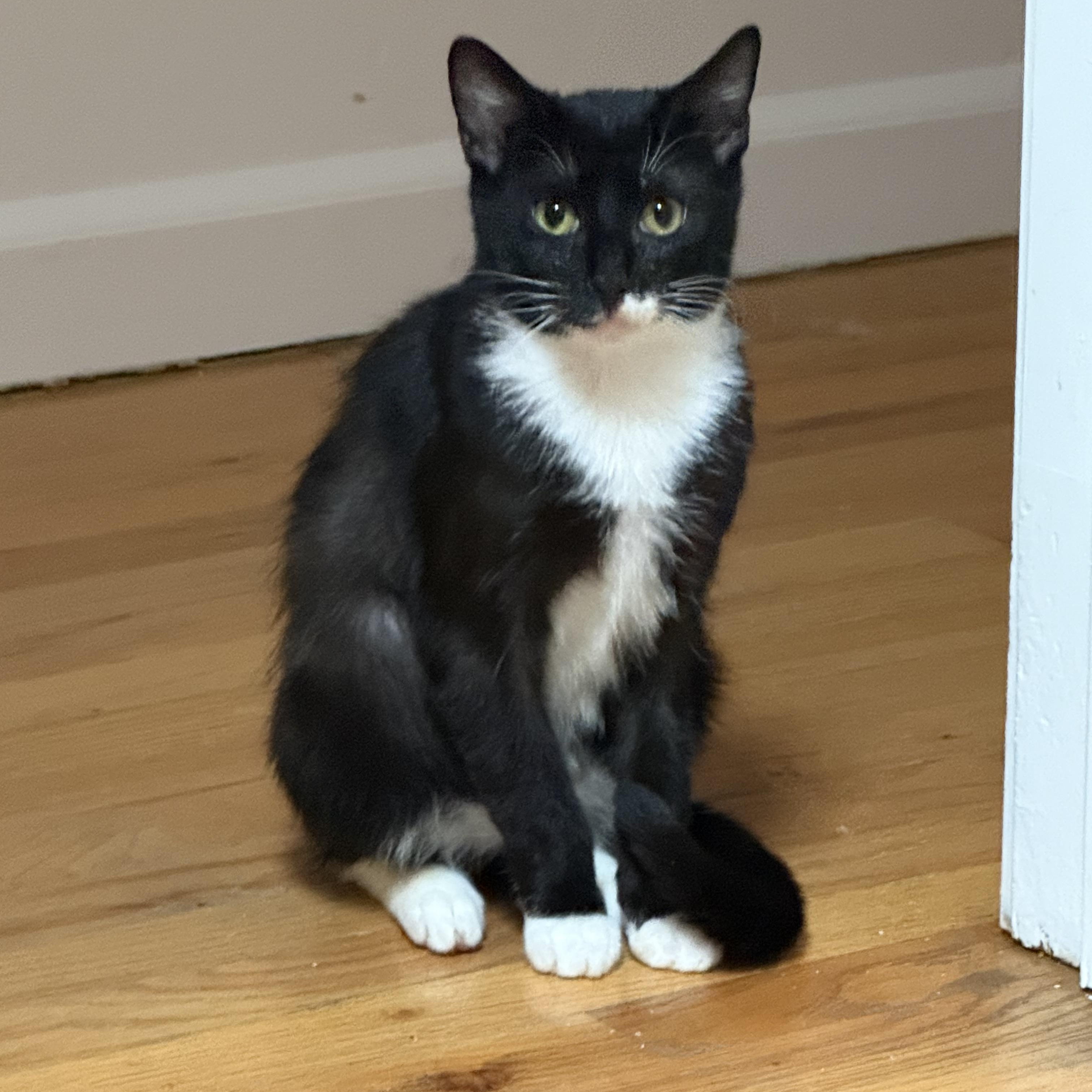 Enlarge Zuzu, a ADOPTABLE Domestic Short Hair in Bayside, NY image 2/6