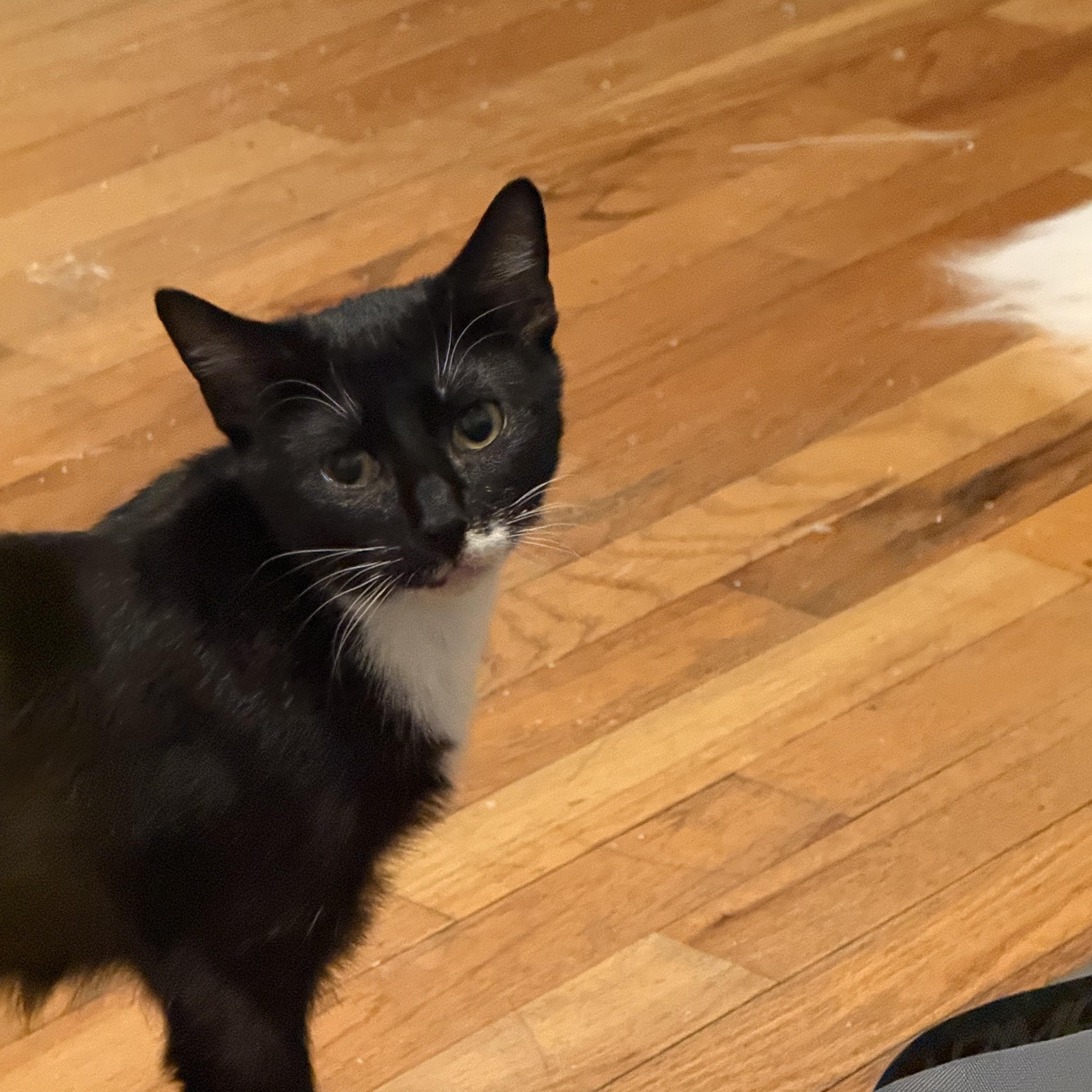 Enlarge Zuzu, a ADOPTABLE Domestic Short Hair in Bayside, NY image 1/6