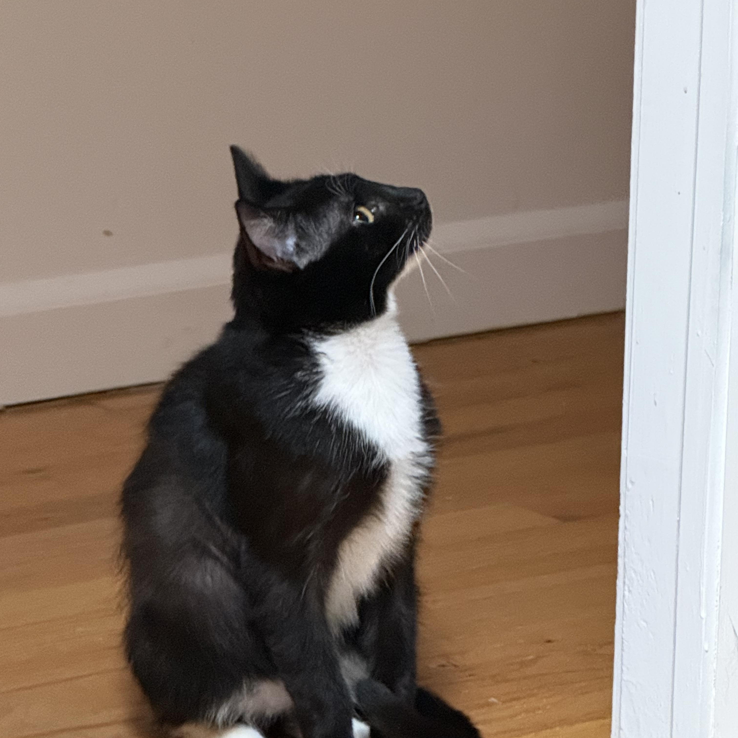 Enlarge Zuzu, a ADOPTABLE Domestic Short Hair in Bayside, NY image 5/6