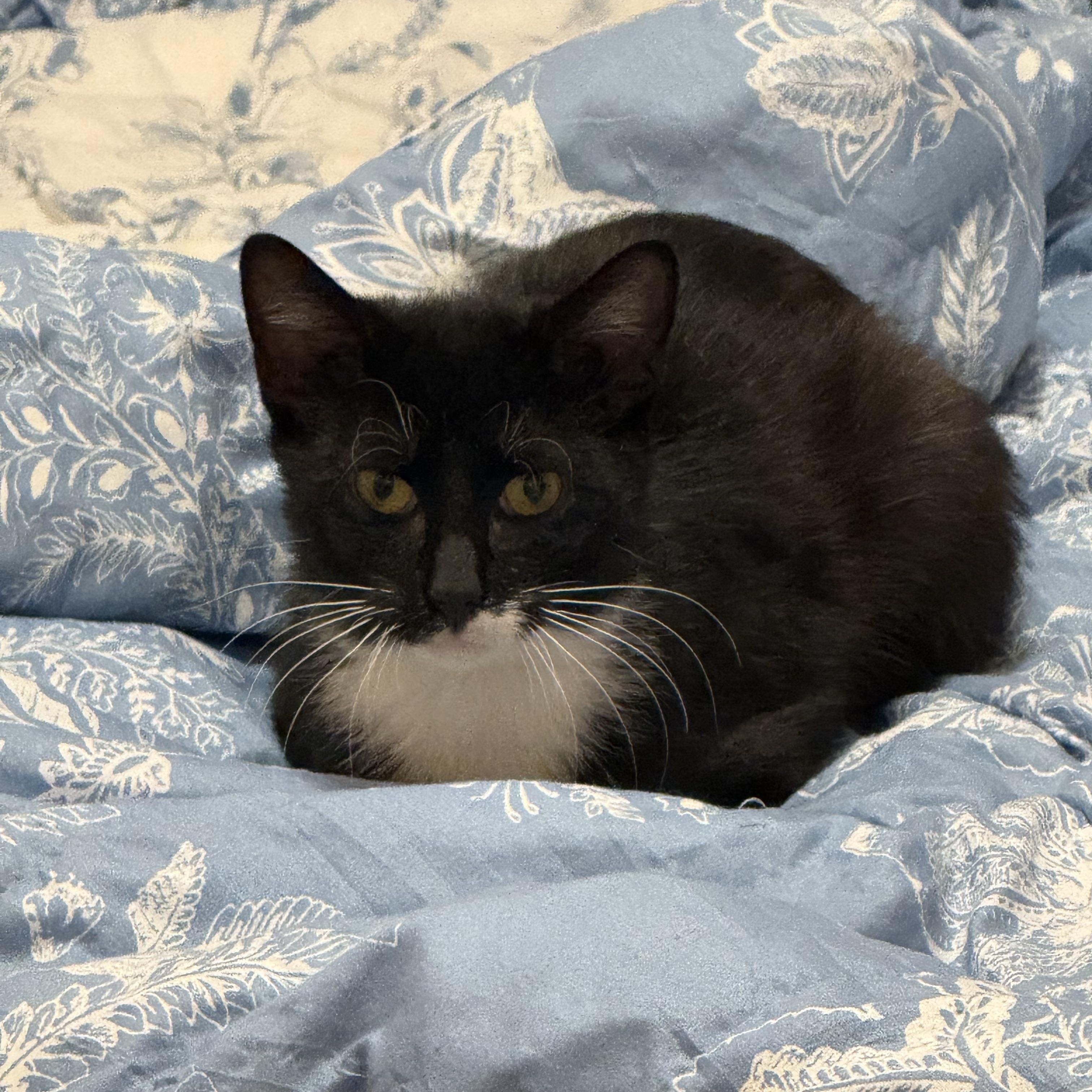 Enlarge Zuzu, a ADOPTABLE Domestic Short Hair in Bayside, NY image 6/6