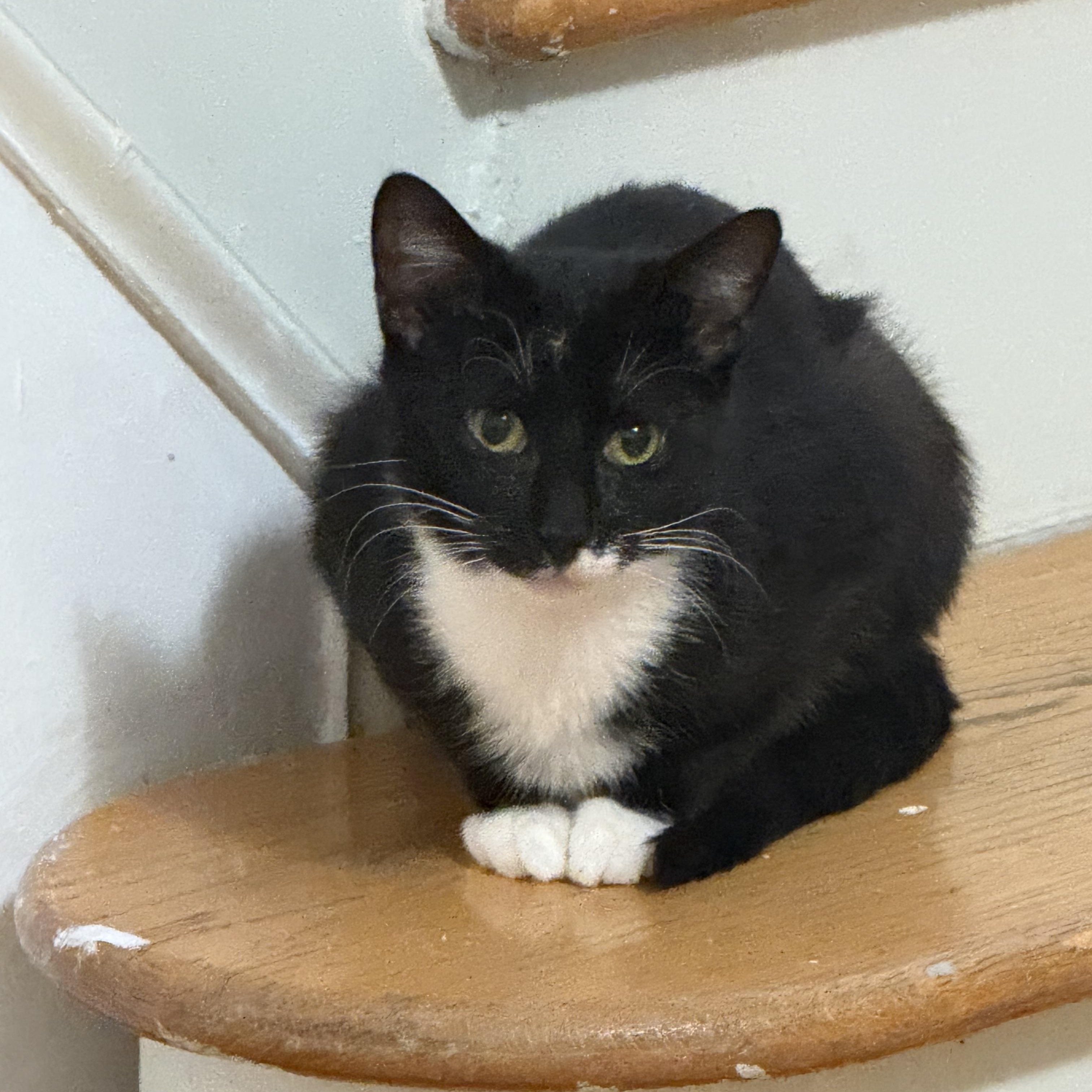 Enlarge Zuzu, a ADOPTABLE Domestic Short Hair in Bayside, NY image 3/6