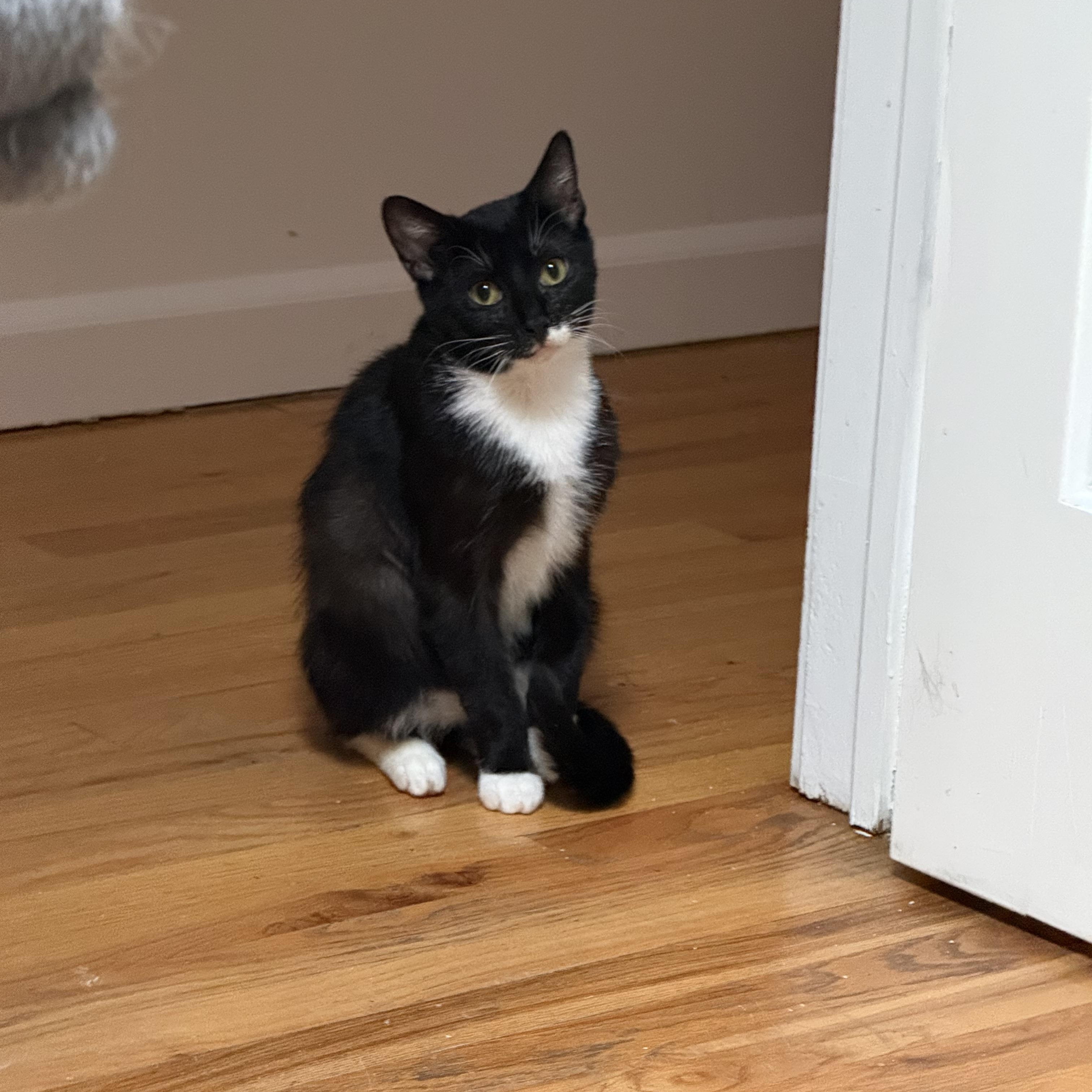 Enlarge Zuzu, a ADOPTABLE Domestic Short Hair in Bayside, NY image 4/6