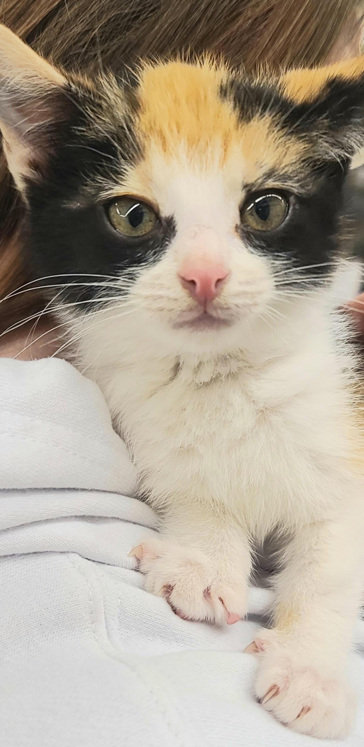 Enlarge CAROLINA, a ADOPTABLE Calico in Elgin, SC image 2/5