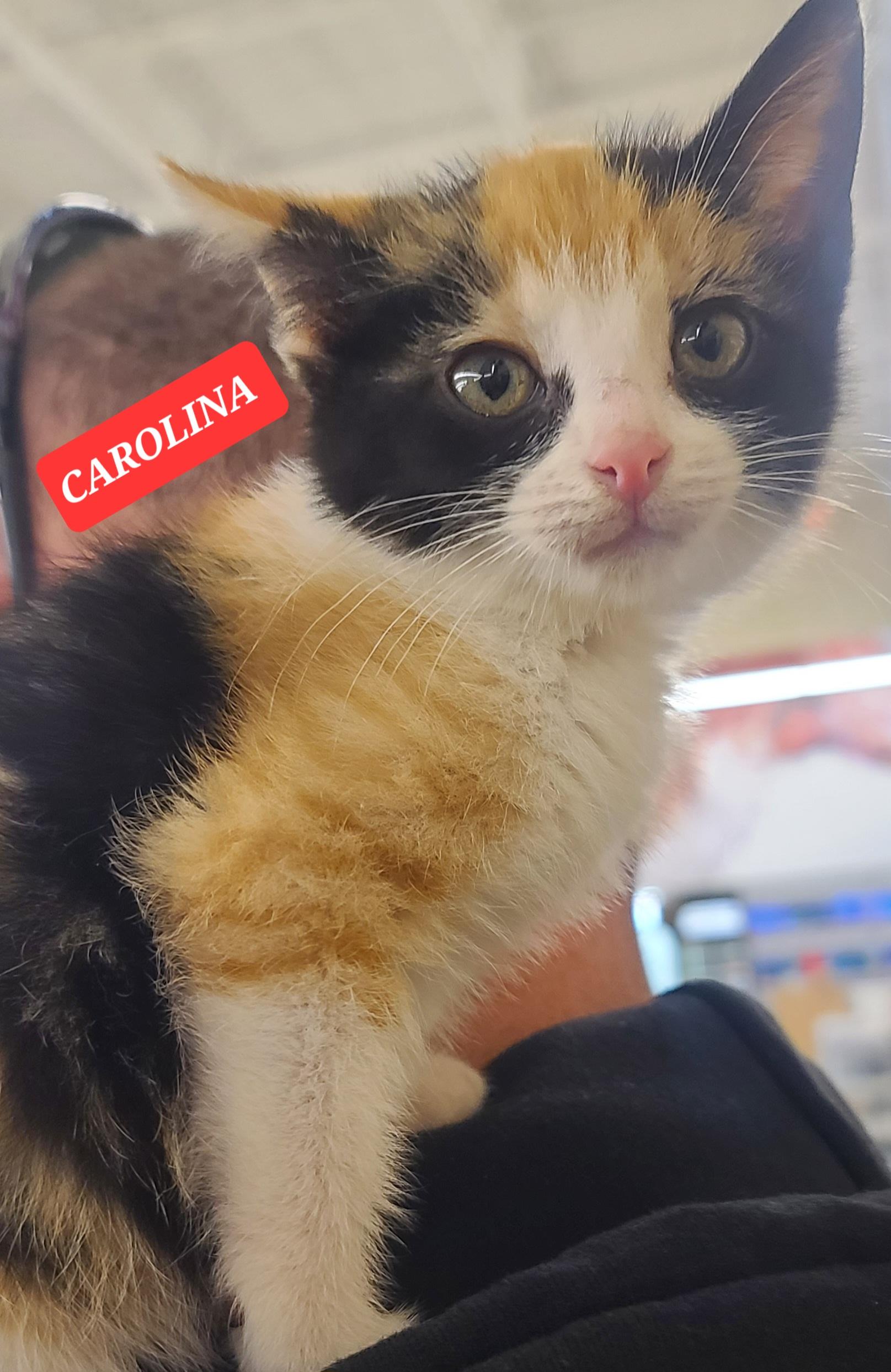 Enlarge CAROLINA, a ADOPTABLE Calico in Elgin, SC image 5/5