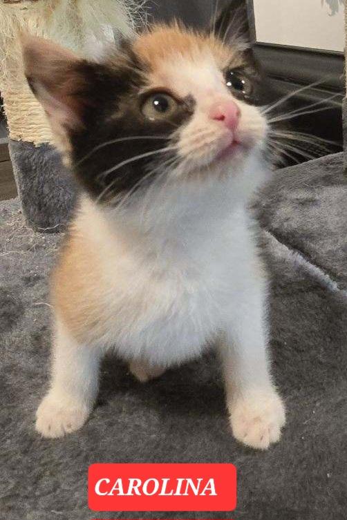 CAROLINA, ADOPTABLE, Kitten Female Calico.
