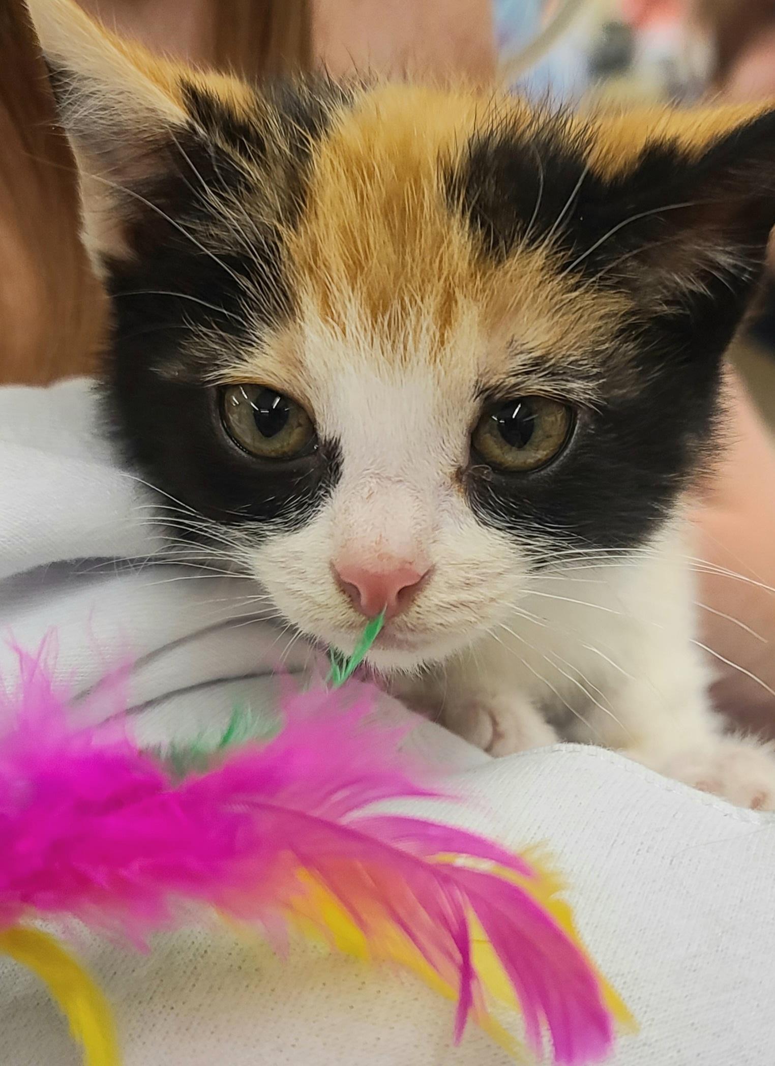 Enlarge CAROLINA, a ADOPTABLE Calico in Elgin, SC image 4/5