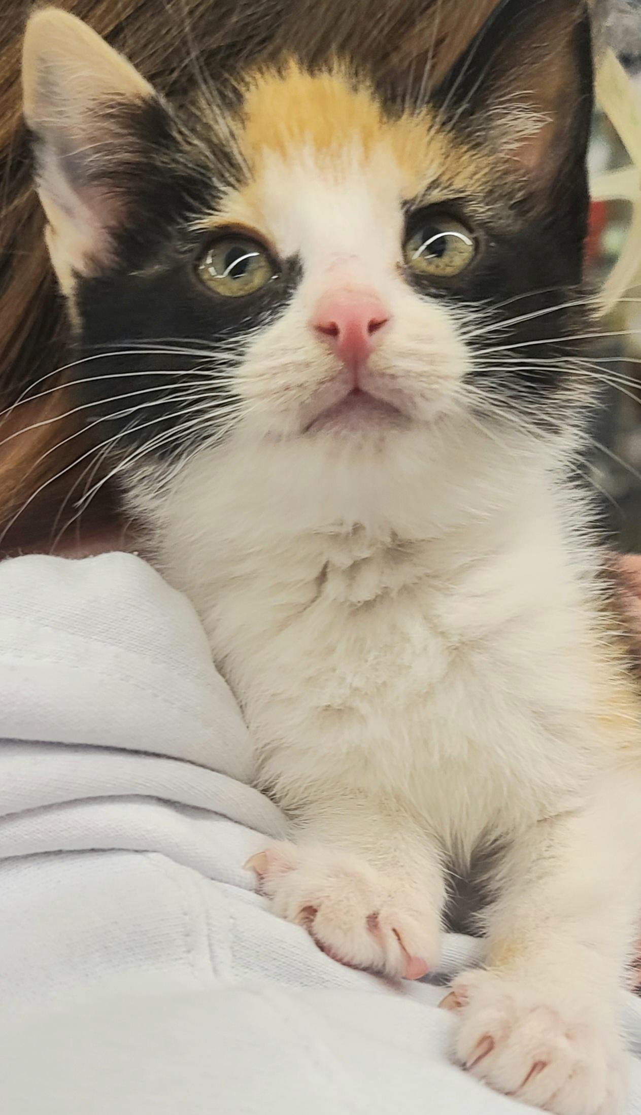 Enlarge CAROLINA, a ADOPTABLE Calico in Elgin, SC image 3/5