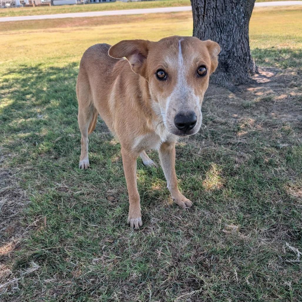 Enlarge Dunn, a Adoptable Cattle Dog in Wadena, MN image 1/1