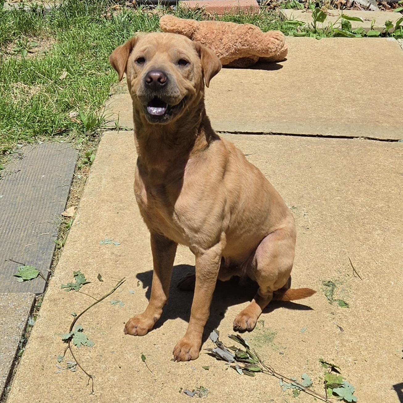 Samson, Adoptable, Adult Male Shar-Pei.