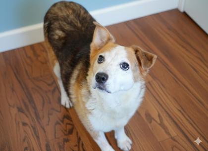 Enlarge Carly ~ (Bonded with Sonny), a Adoptable mixed breed in Bowling Green, KY image 1/1