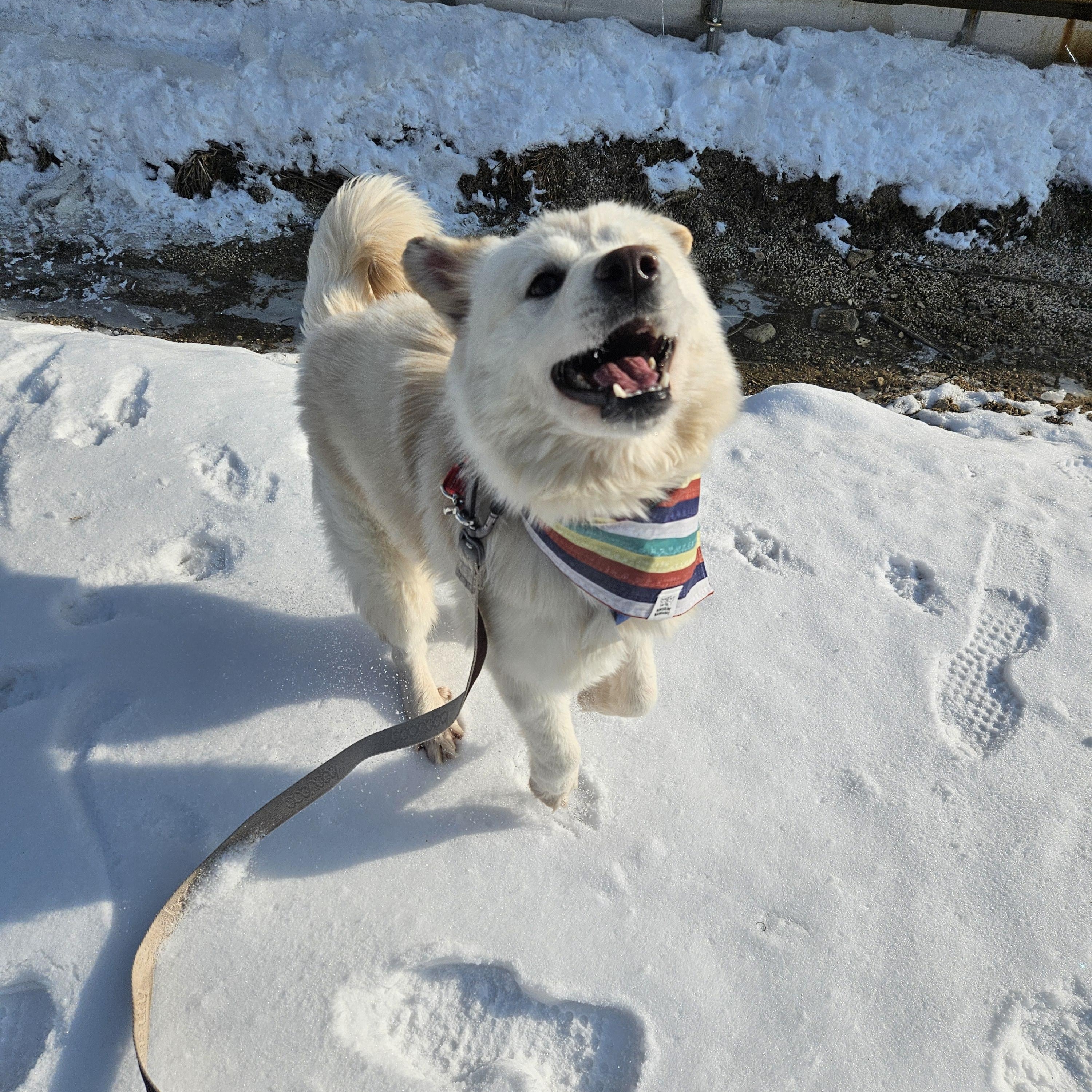 Dongdong, an adoptable Jindo, Samoyed in centreville, VA, 20120 | Photo Image 3