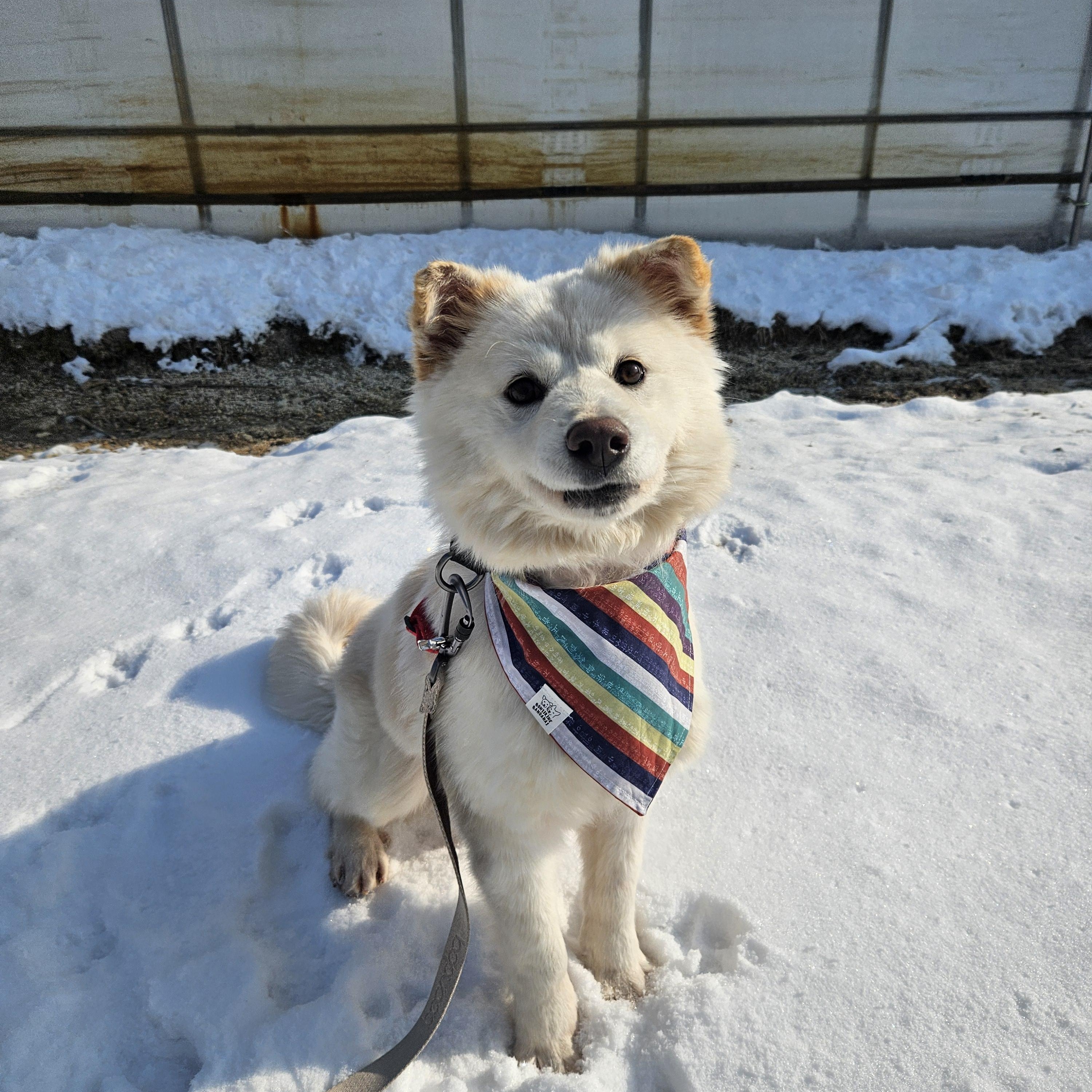 Dongdong, an adoptable Jindo, Samoyed in centreville, VA, 20120 | Photo Image 2