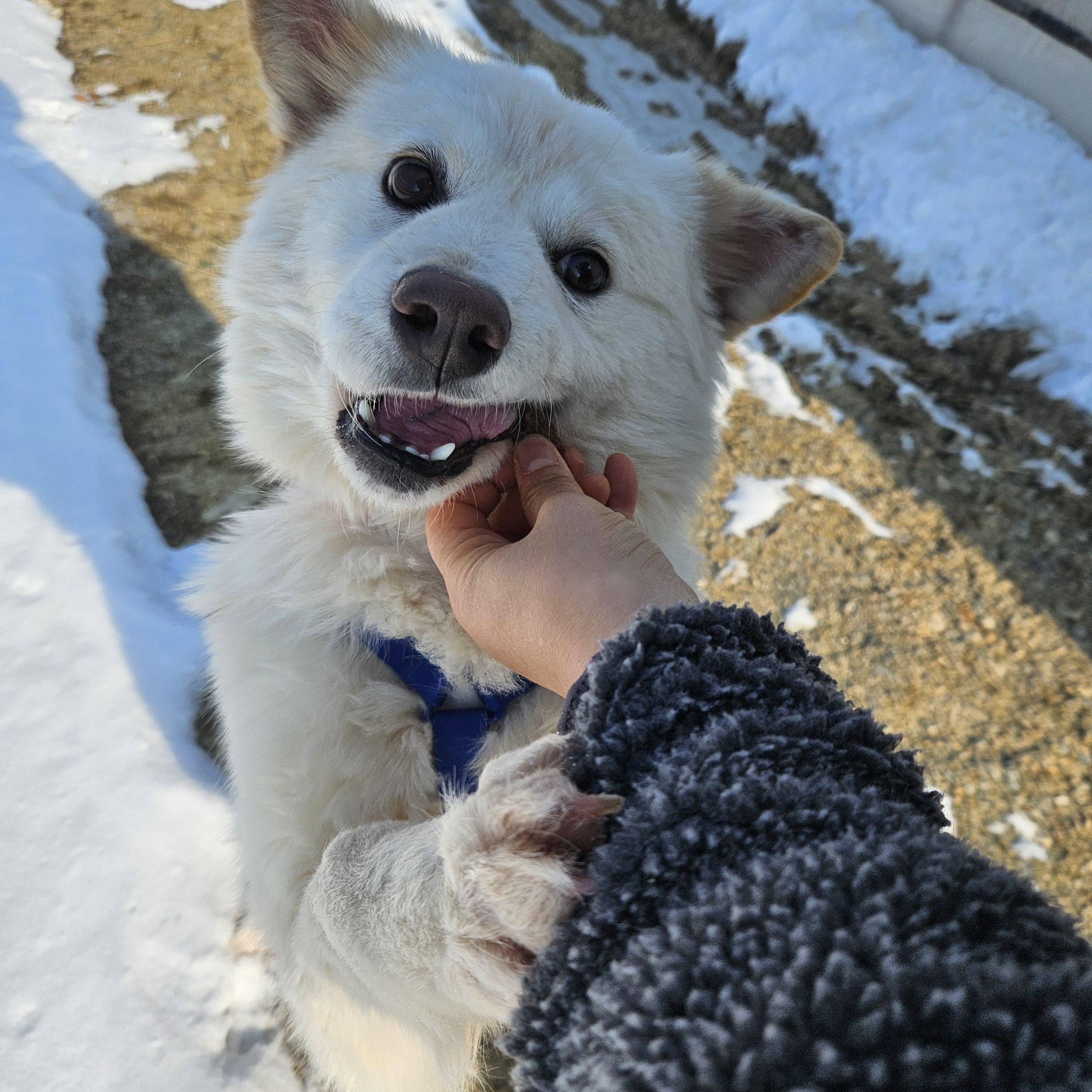 Dongdong, an adoptable Jindo, Samoyed in centreville, VA, 20120 | Photo Image 4