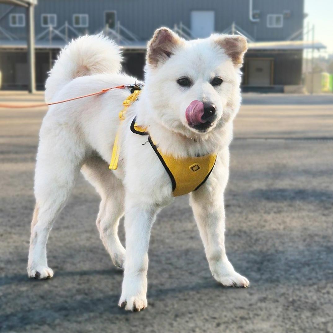 Dongdong, an adoptable Jindo, Samoyed in centreville, VA, 20120 | Photo Image 1