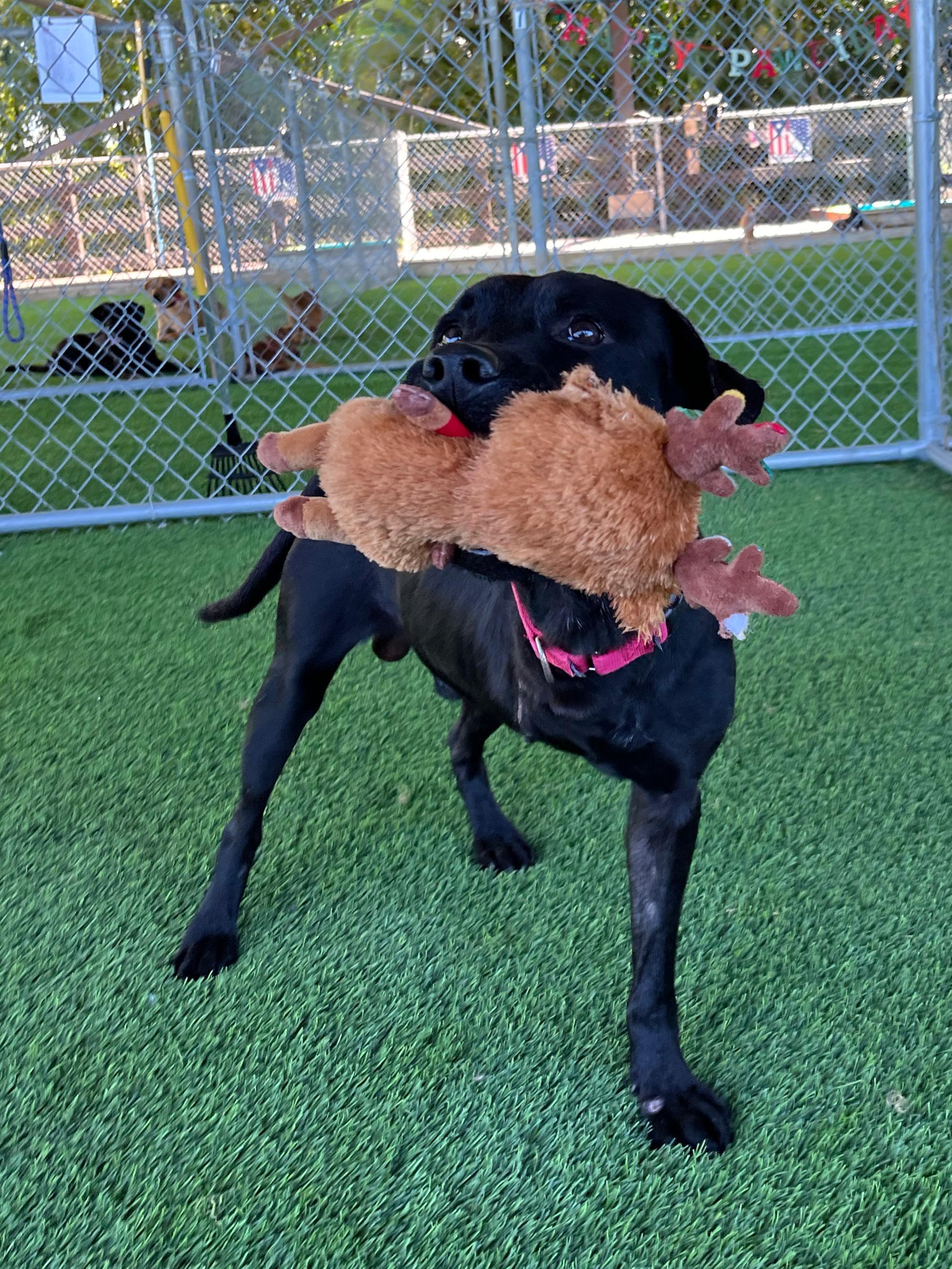 Enlarge Duncan, a ADOPTABLE mixed breed in Brooklyn, NY image 3/5