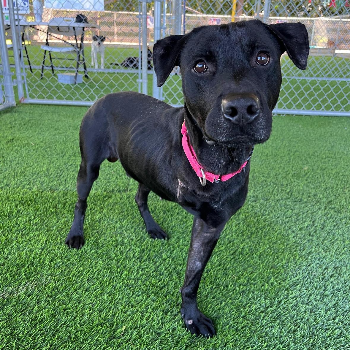 Enlarge Duncan, a ADOPTABLE mixed breed in Brooklyn, NY image 1/5