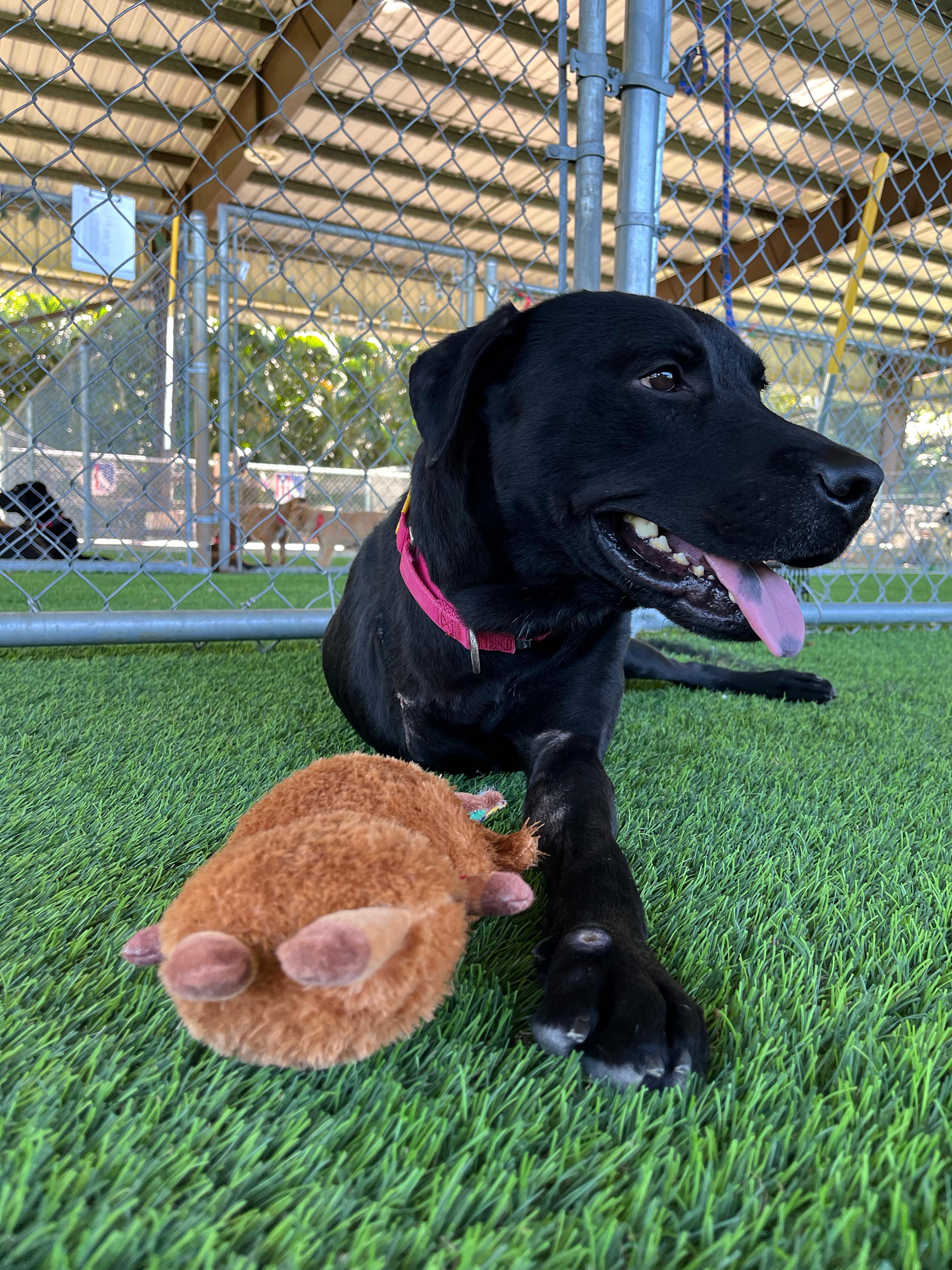 Enlarge Duncan, a ADOPTABLE mixed breed in Brooklyn, NY image 4/5