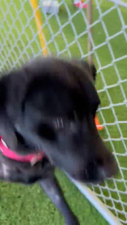 Enlarge Duncan, a ADOPTABLE mixed breed in Brooklyn, NY video 5/5