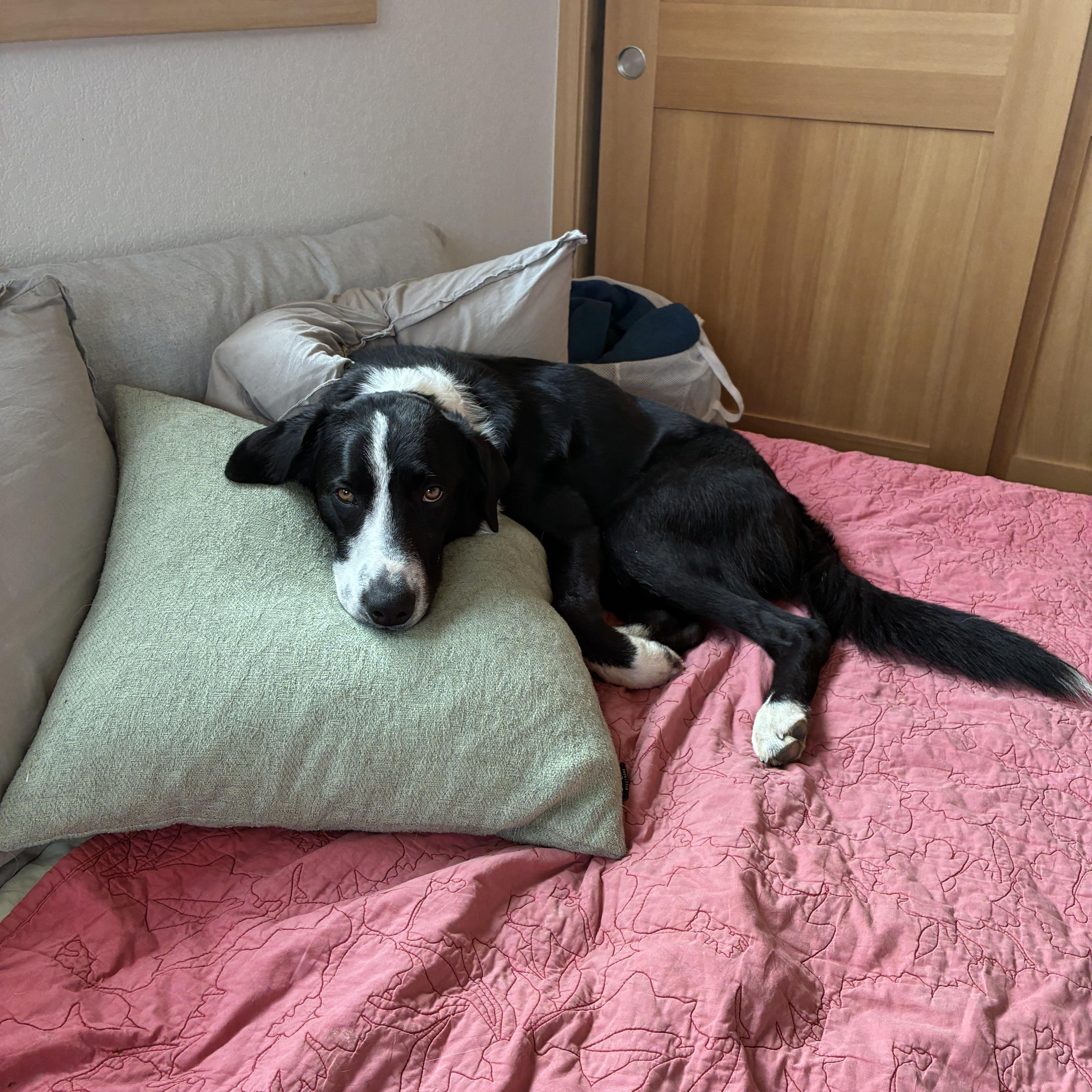 Bruni, ADOPTABLE, Young Male Border Collie & Black Labrador Retriever.