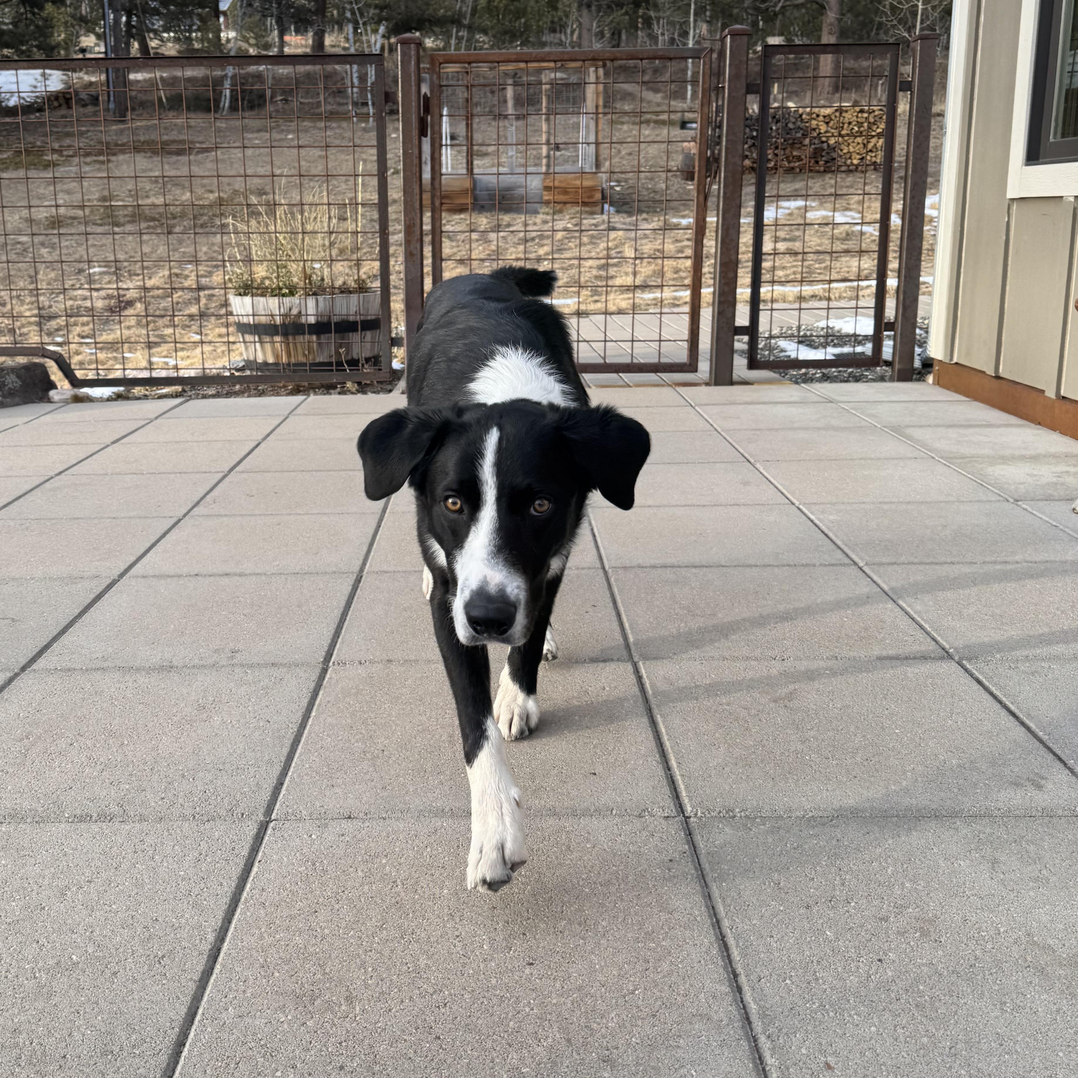 Bruni, a ADOPTABLE mixed breed in denver, CO image 3/6