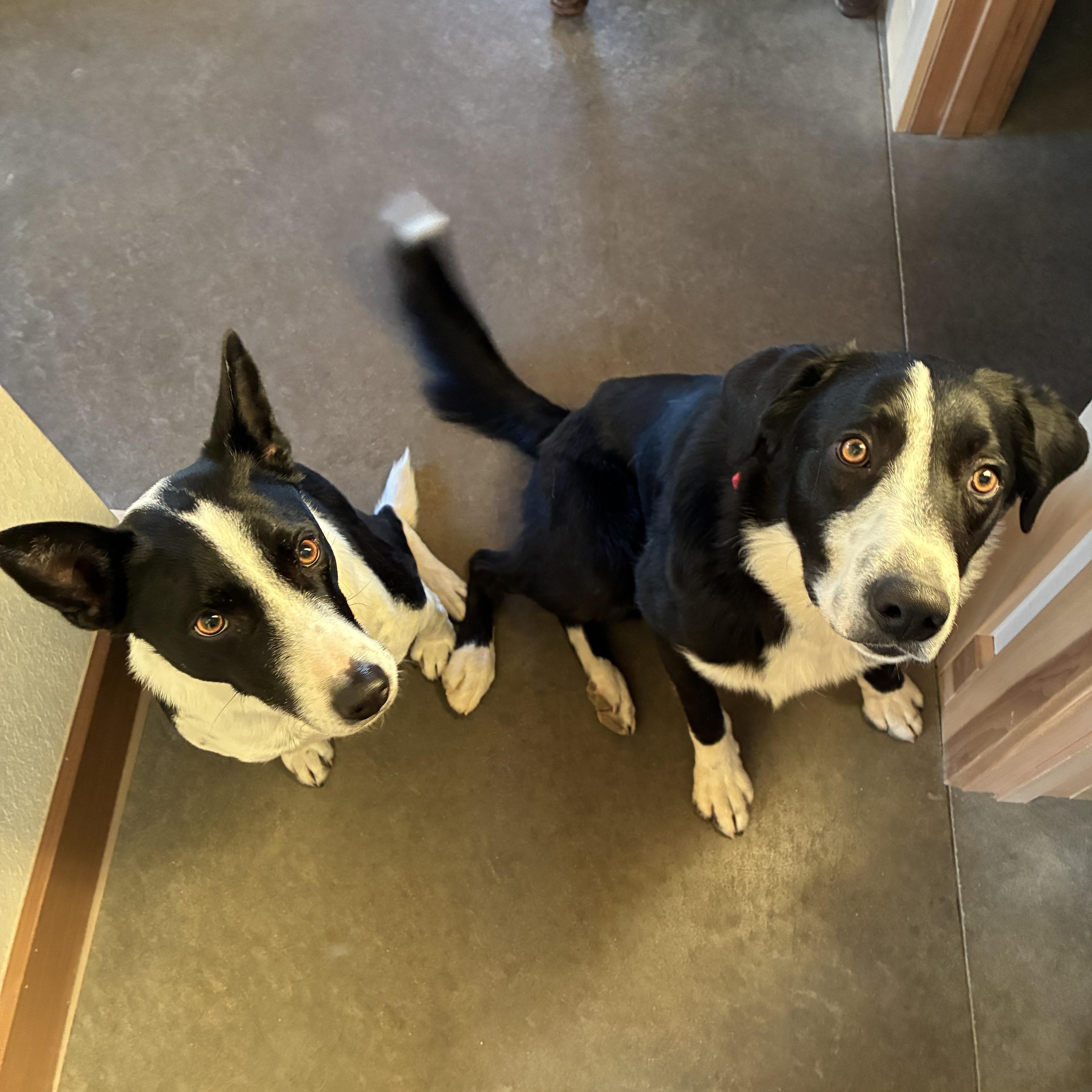 Bruni, a ADOPTABLE mixed breed in denver, CO image 4/6