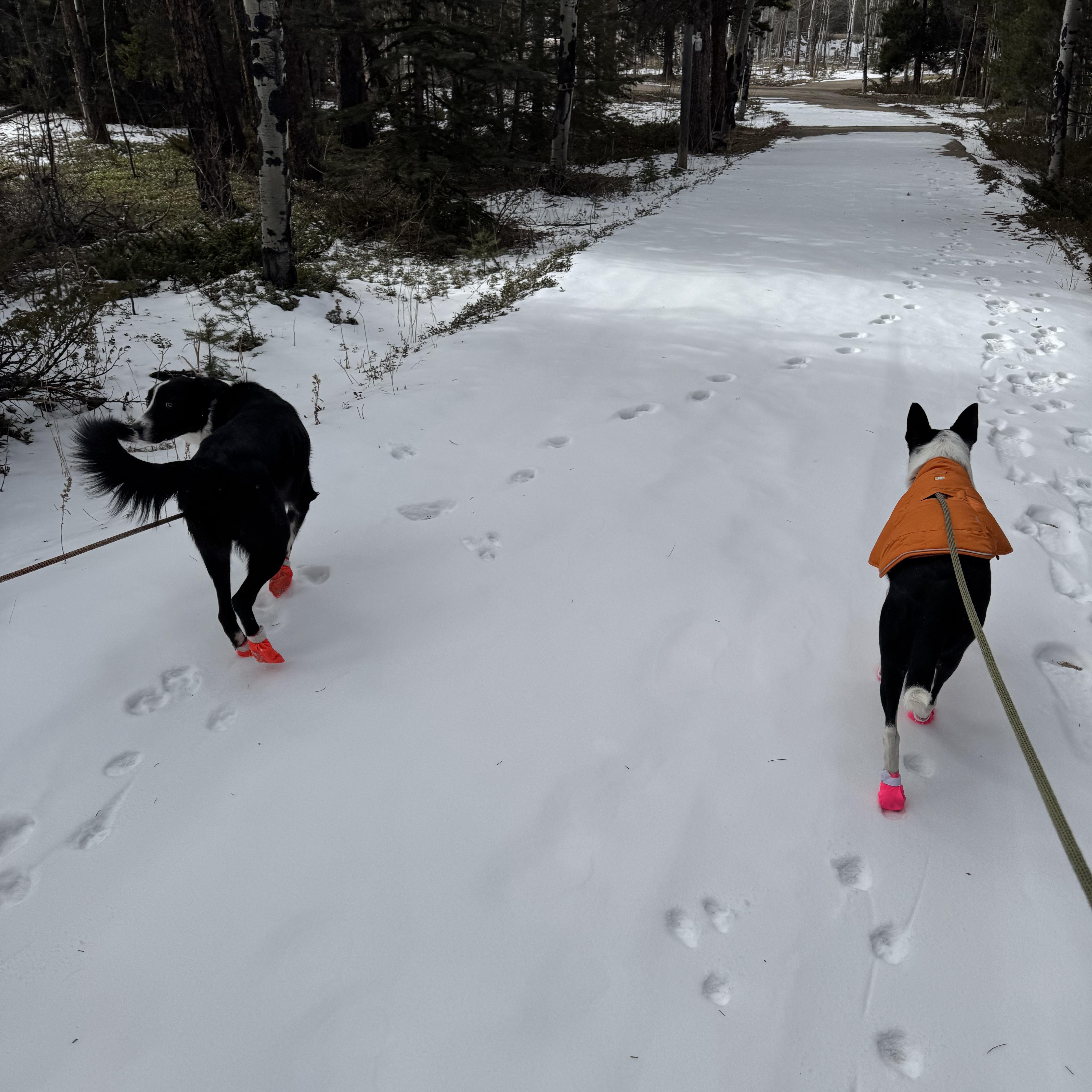 Bruni, a ADOPTABLE mixed breed in denver, CO image 5/6
