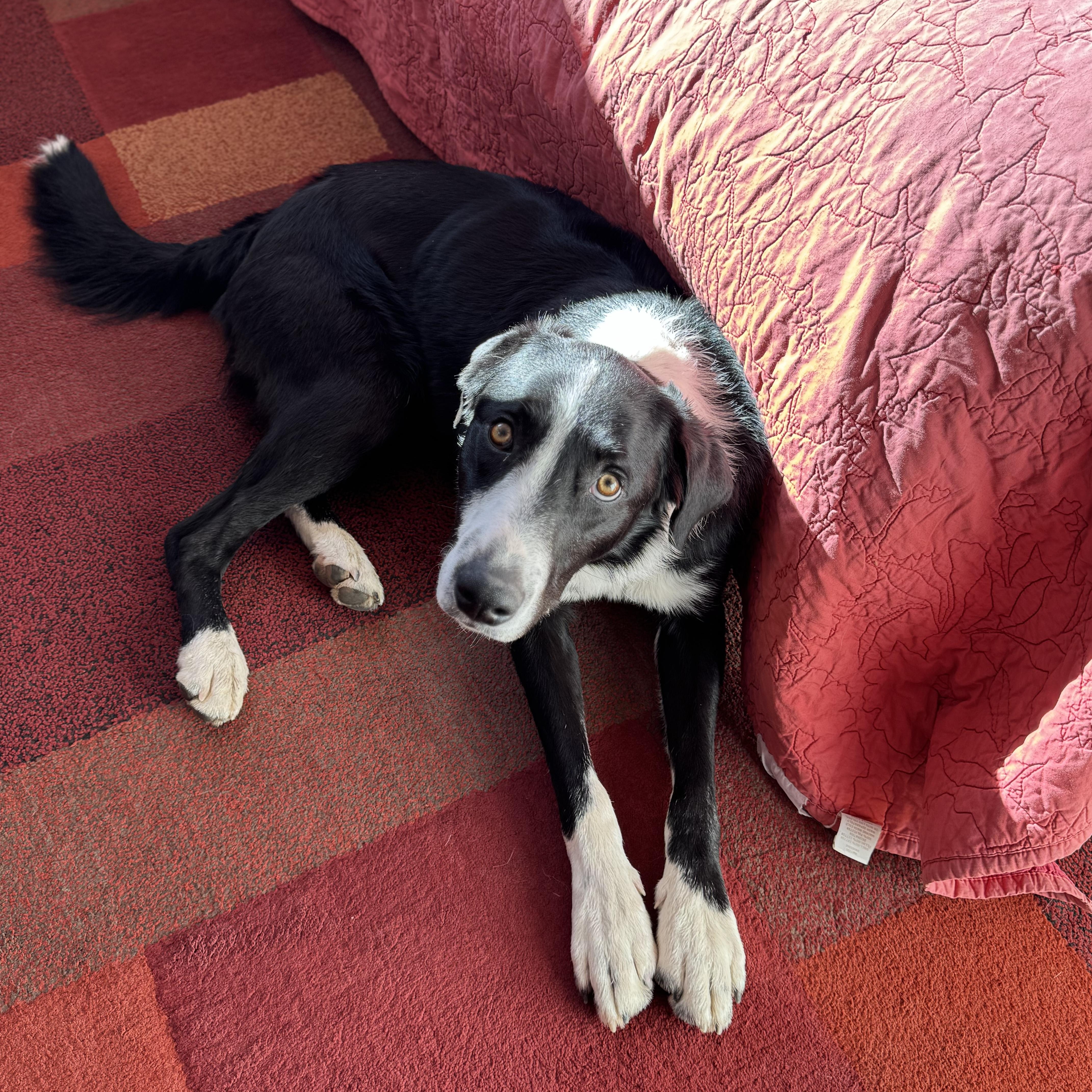 Bruni, a ADOPTABLE mixed breed in denver, CO image 2/6