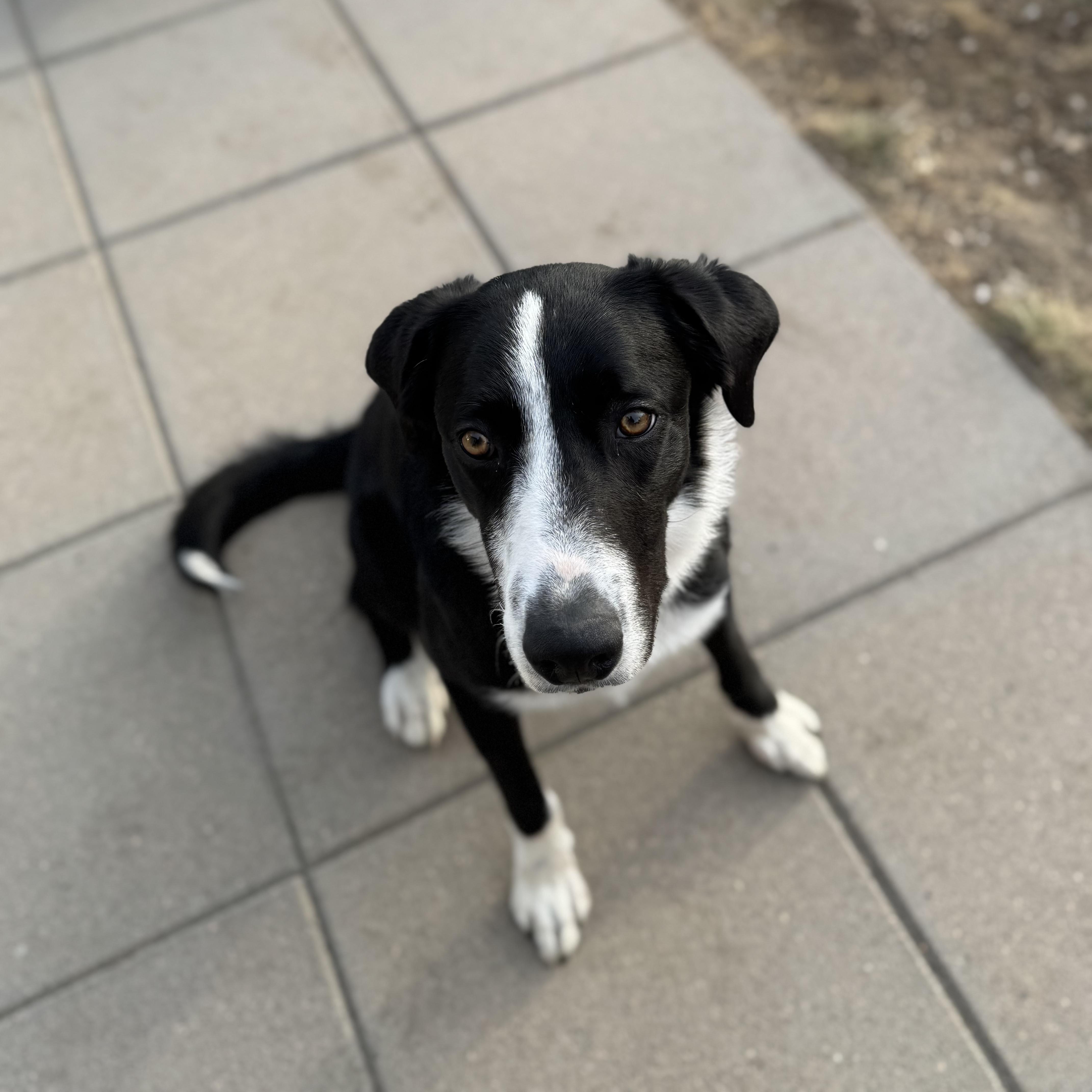 Bruni, a ADOPTABLE mixed breed in denver, CO image 6/6