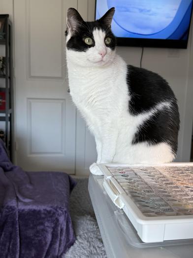 Tali — thumbnail 5