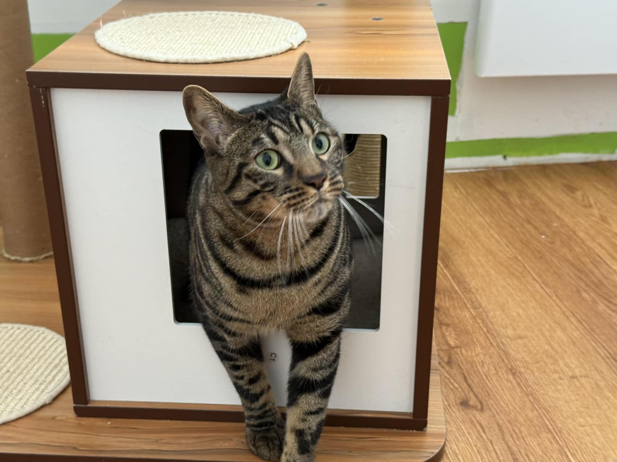Patch , a ADOPTABLE Bengal in St-Valerien, QC image 2/2