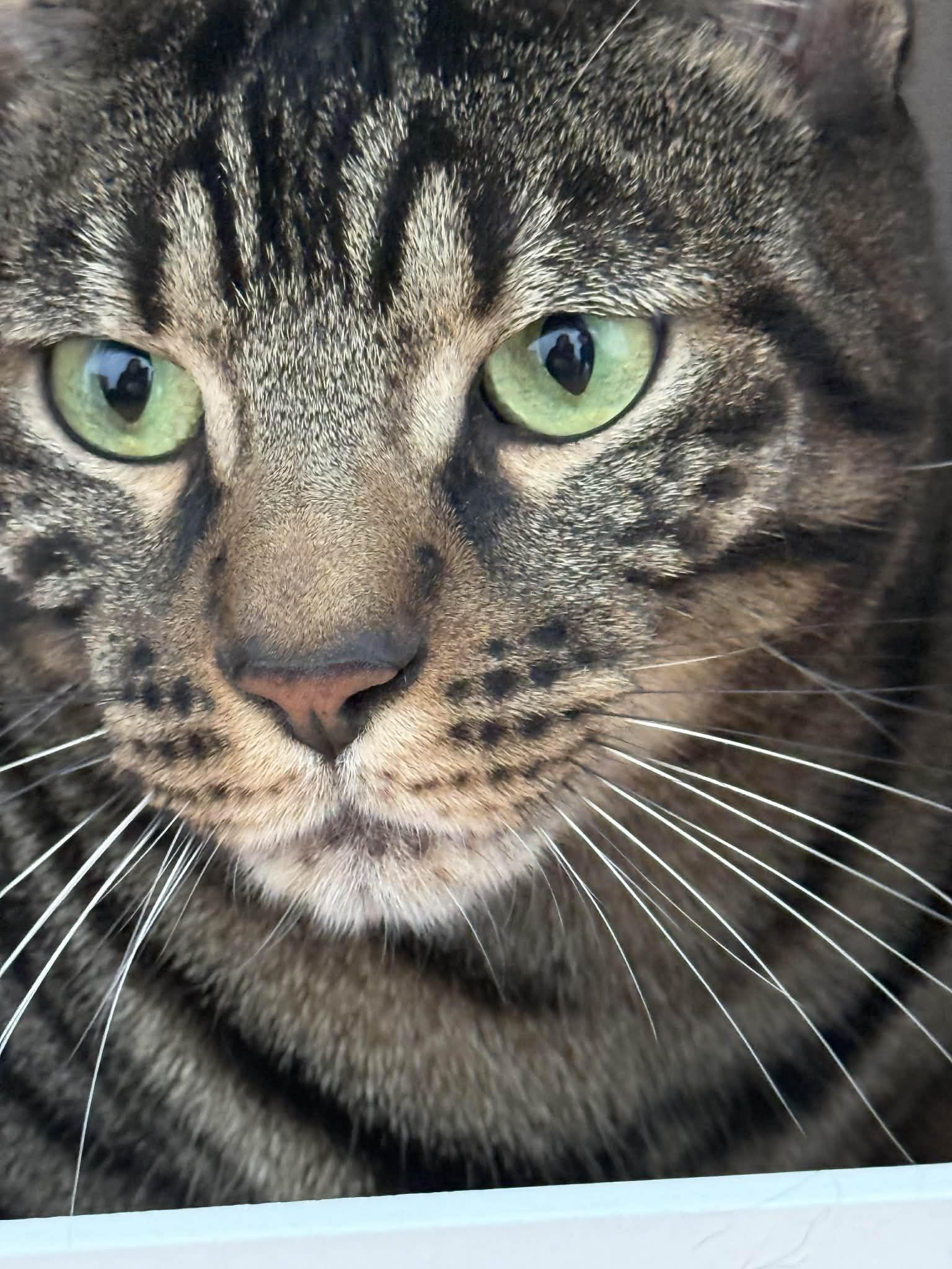 Patch , a ADOPTABLE Bengal in St-Valerien, QC image 1/2
