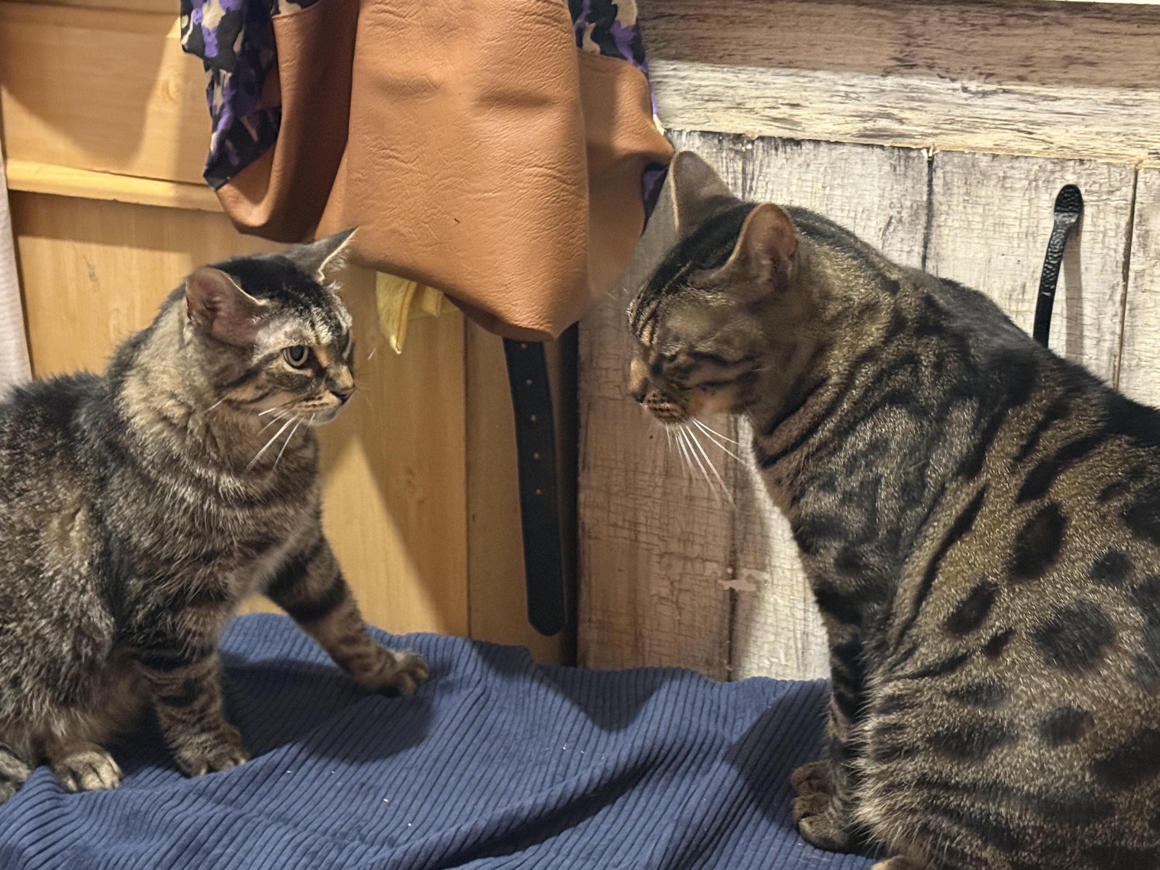 Enlarge Patch et Mitaine, a Adoptable Bengal in St-Valerien, QC image 4/4