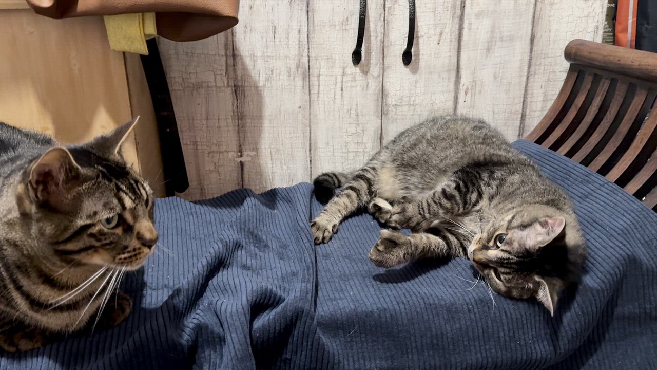 Enlarge Patch et Mitaine, a Adoptable Bengal in St-Valerien, QC video 3/4