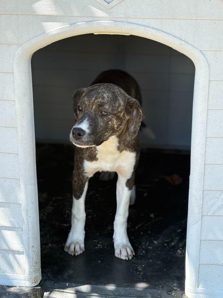 Princess Leah, a Adoptable mixed breed in Effingham, SC image 2/4
